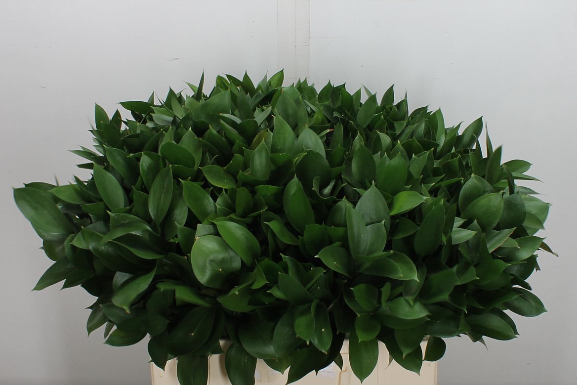 Ruscus Hypophyllum 60cm