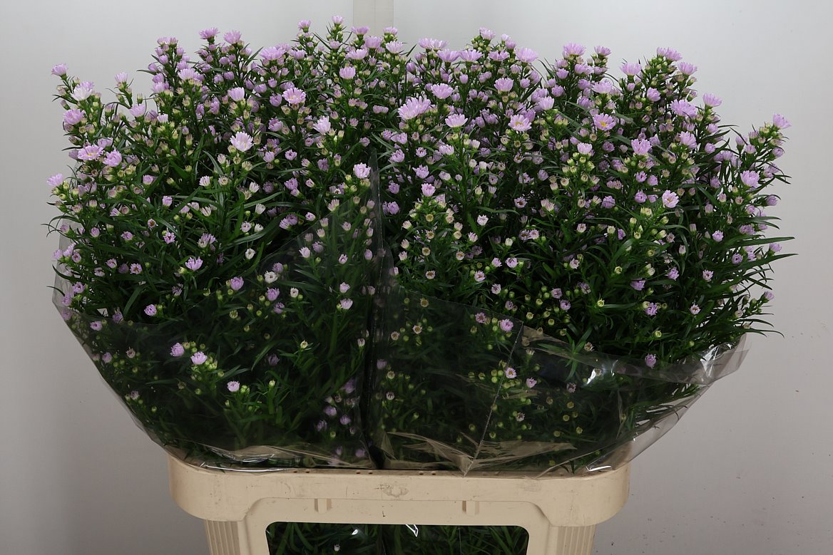 Aster Claudia 85cm 40gr.