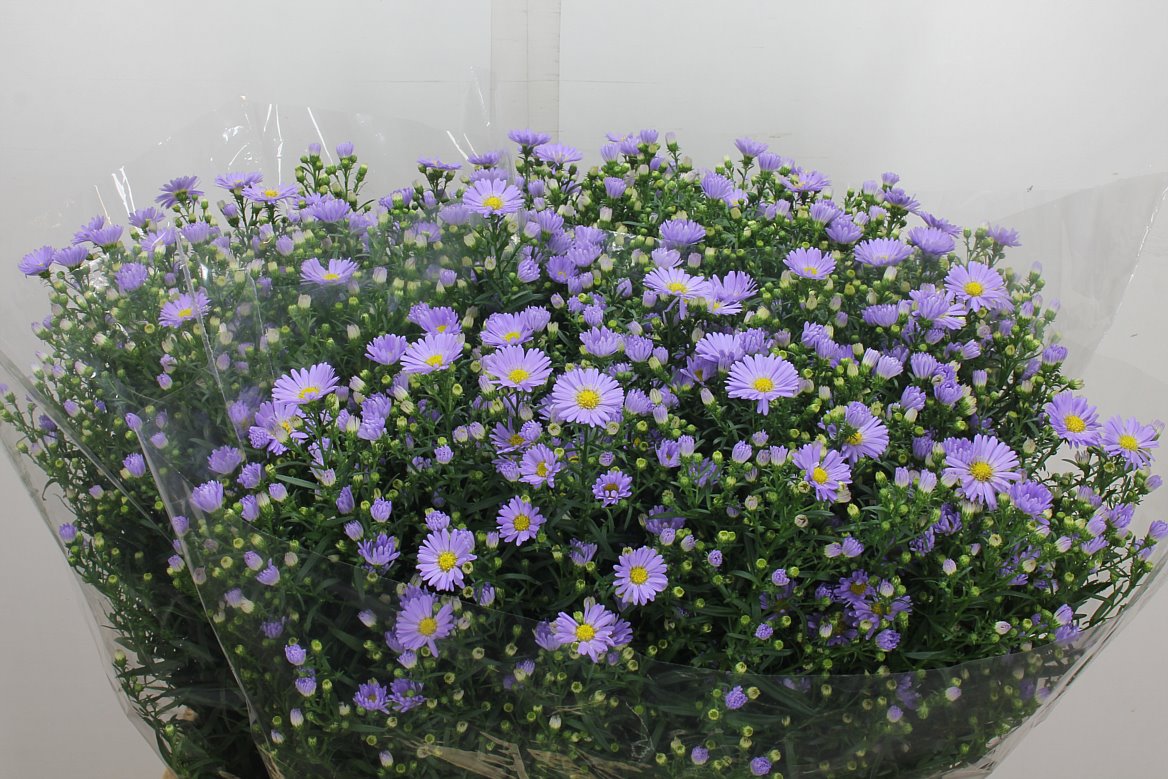 Aster Cassandra 85cm 40gr.