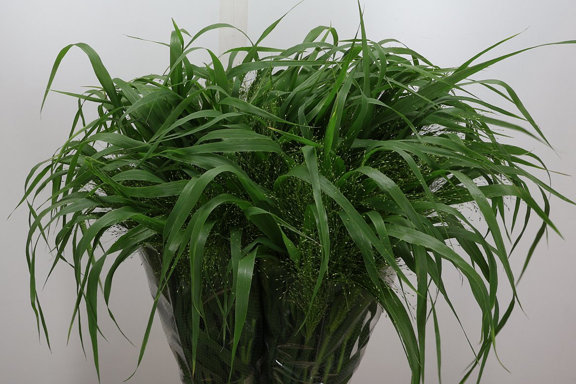 Panicum Fontaine 80cm