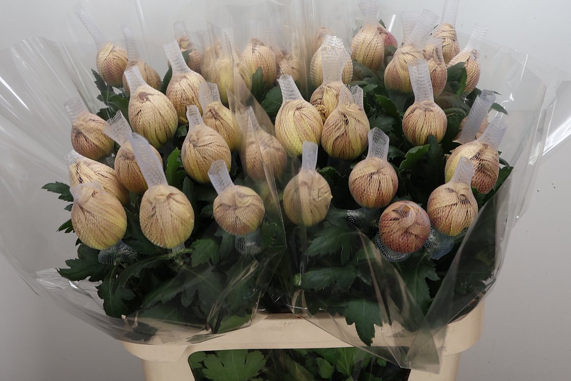 Chrysanth Single Vienna Copper 80cm 125gr.