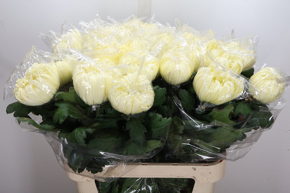Chrysanth Single Vienna White 80cm 110gr.