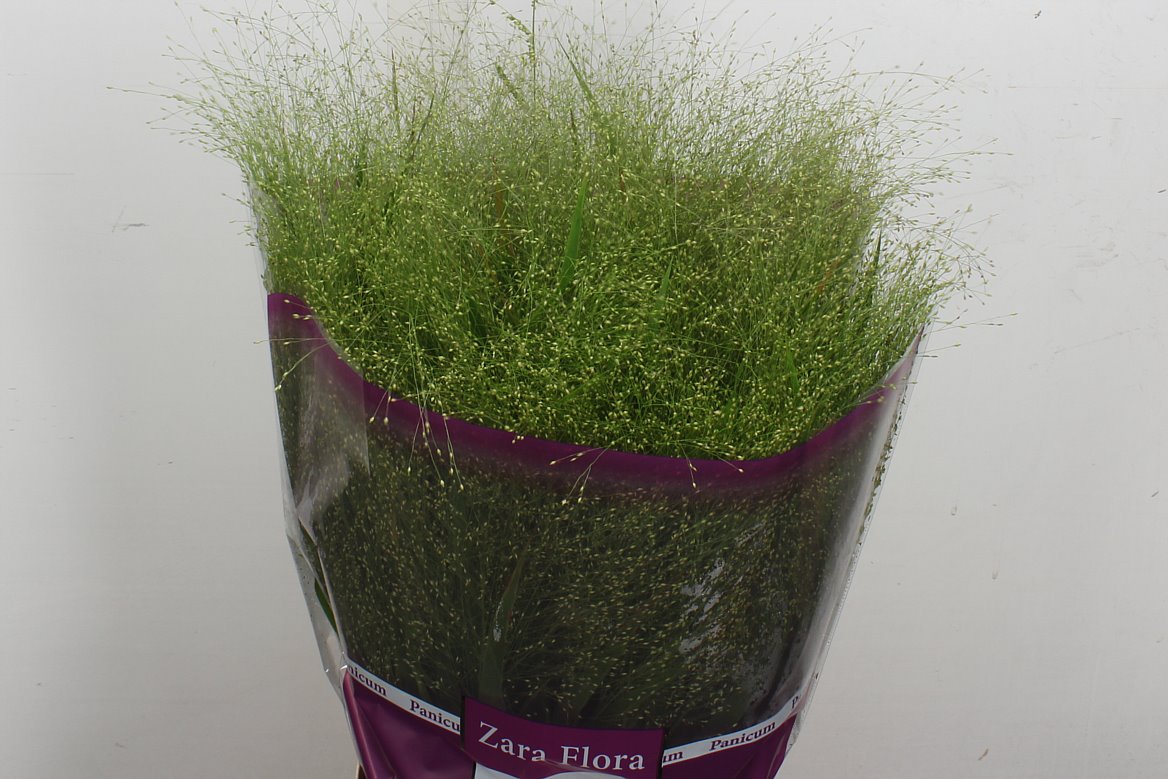 Panicum Fontaine 80cm