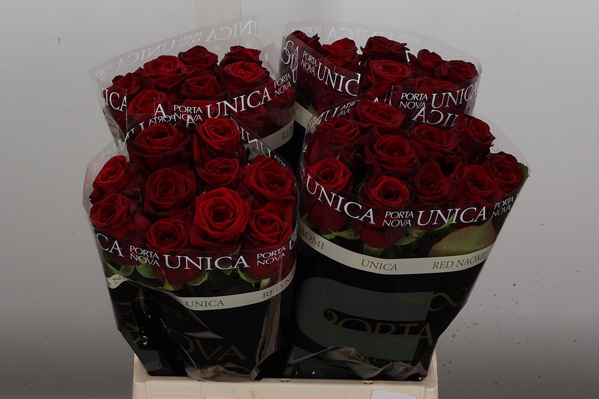 Rosa Red Naomi! 40cm