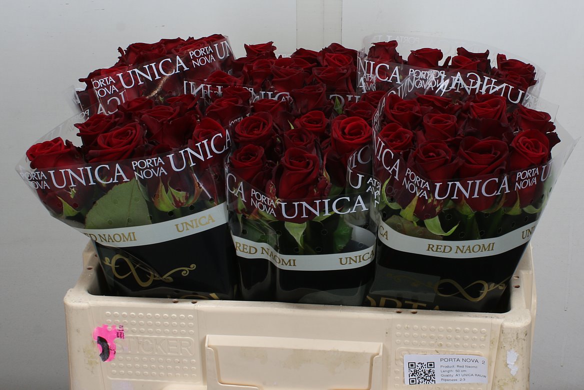 Rosa Red Naomi! 50cm