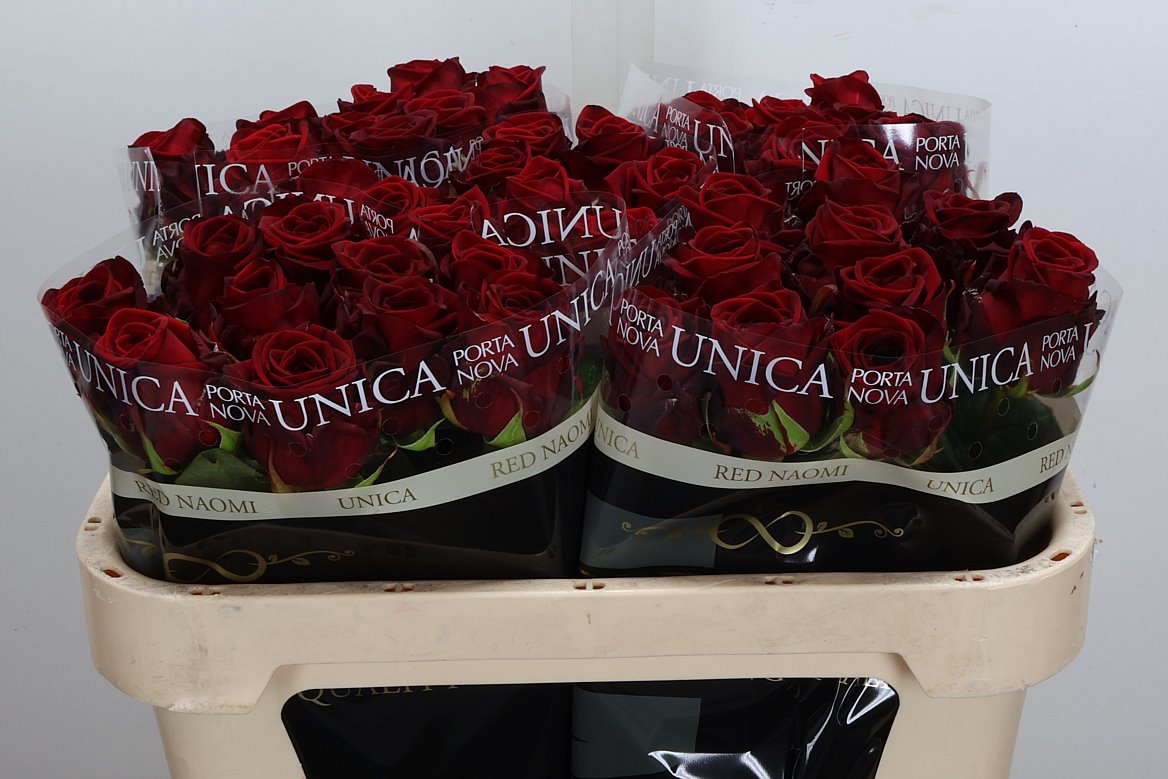Rosa Red Naomi! 70cm