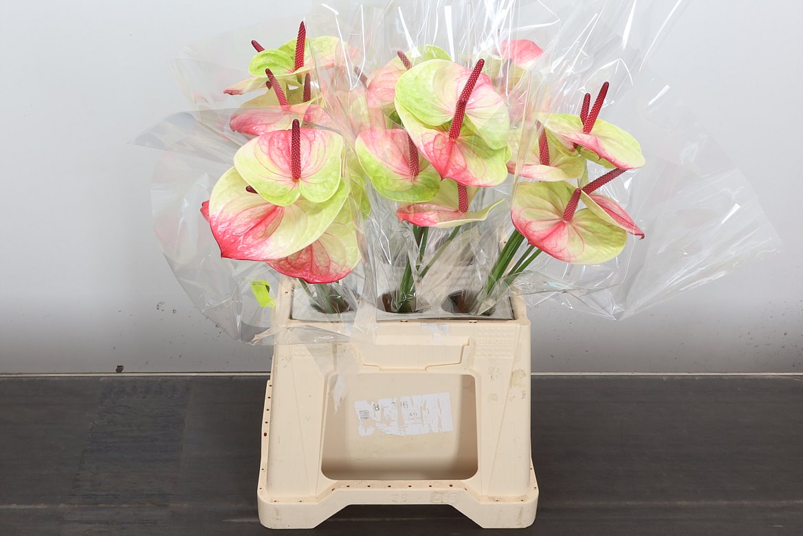 Anthurium Zafira 8Ø