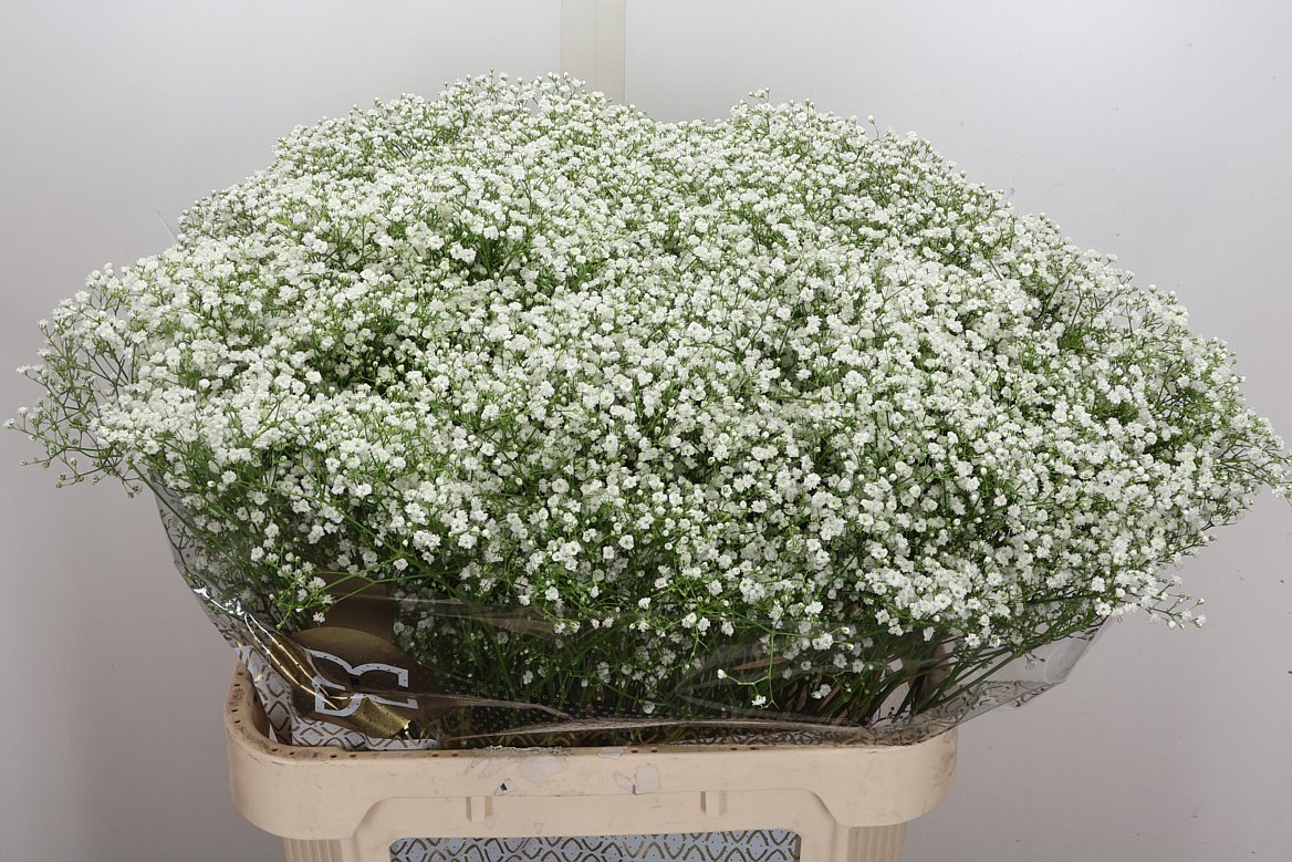 Gypsophila Paniculata Zinzi Discovery 80cm 35gr.