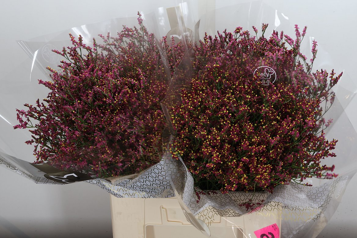 Limonium Sinense Scarlet Diamond 60cm 20gr.