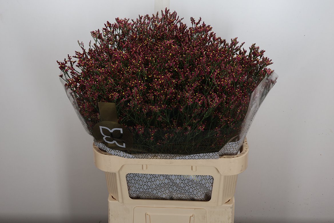 Limonium Sinense Scarlet Diamond 80cm 35gr.