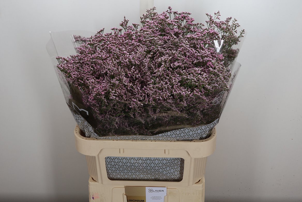 Limonium Safora Oshi Pink 80cm 40gr.
