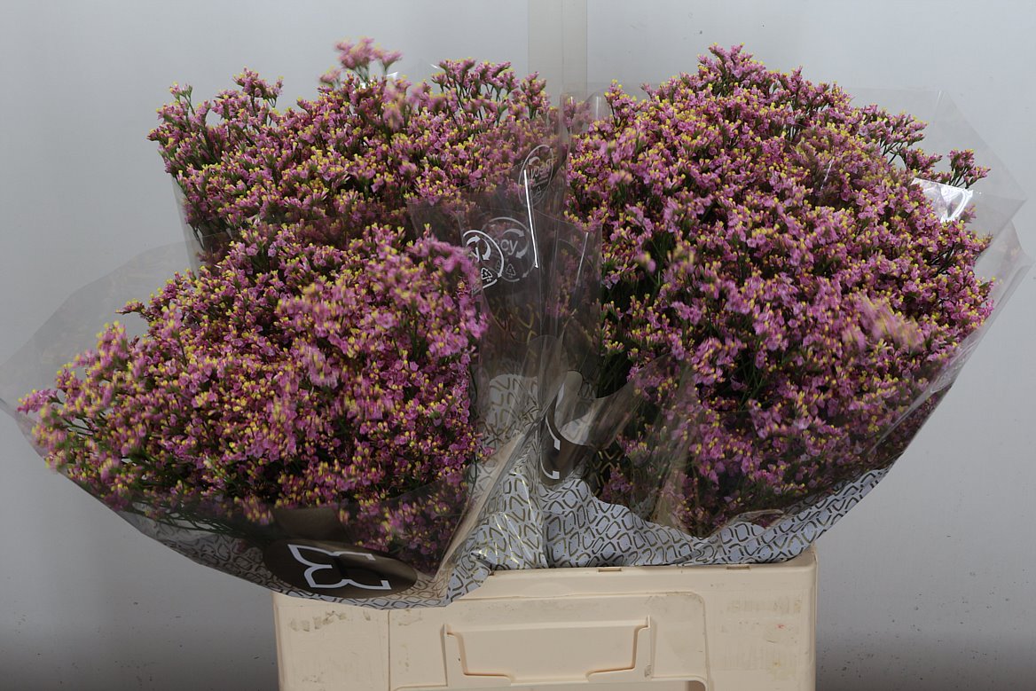 Limonium Sinense Blush Diamond 60cm 20gr.