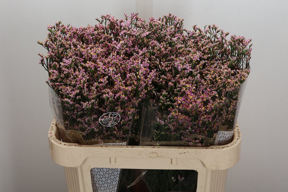 Limonium Sinense Blush Diamond 70cm 30gr.