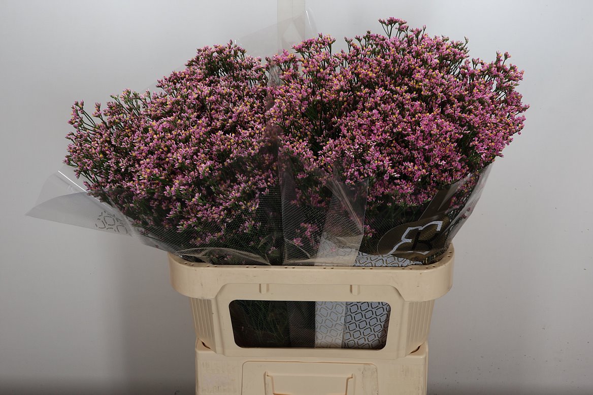 Limonium Sinense Blush Diamond 80cm 35gr.