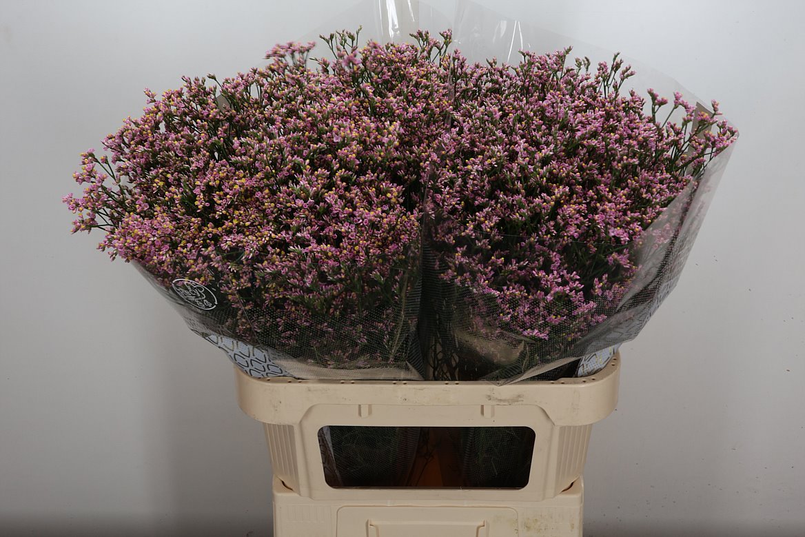 Limonium Sinense Blush Diamond 80cm 40gr.
