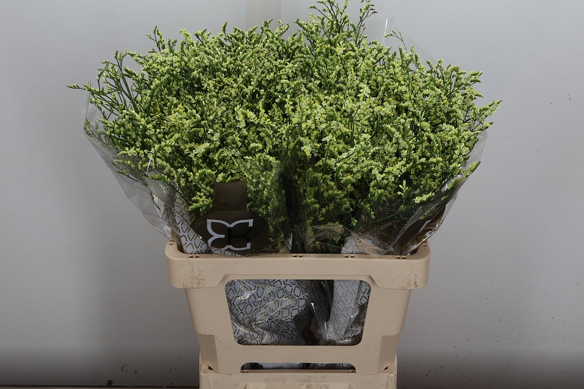 Limonium Sinense China Lemon 60cm 20gr.