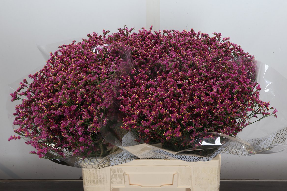 Limonium Naomi Diamond 60cm 20gr.