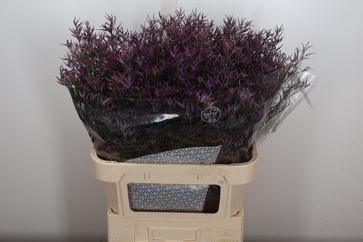 Limonium Safora Dark Blue 80cm 40gr.