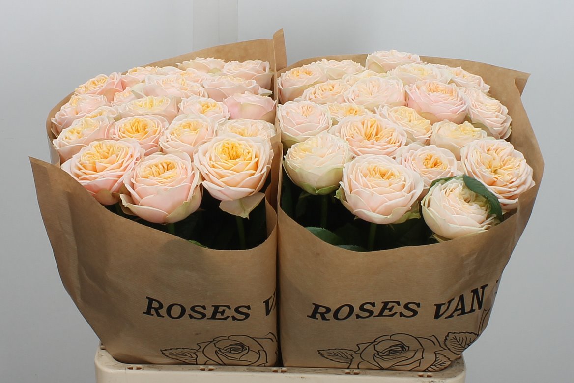 Rosa Shiver! 60cm