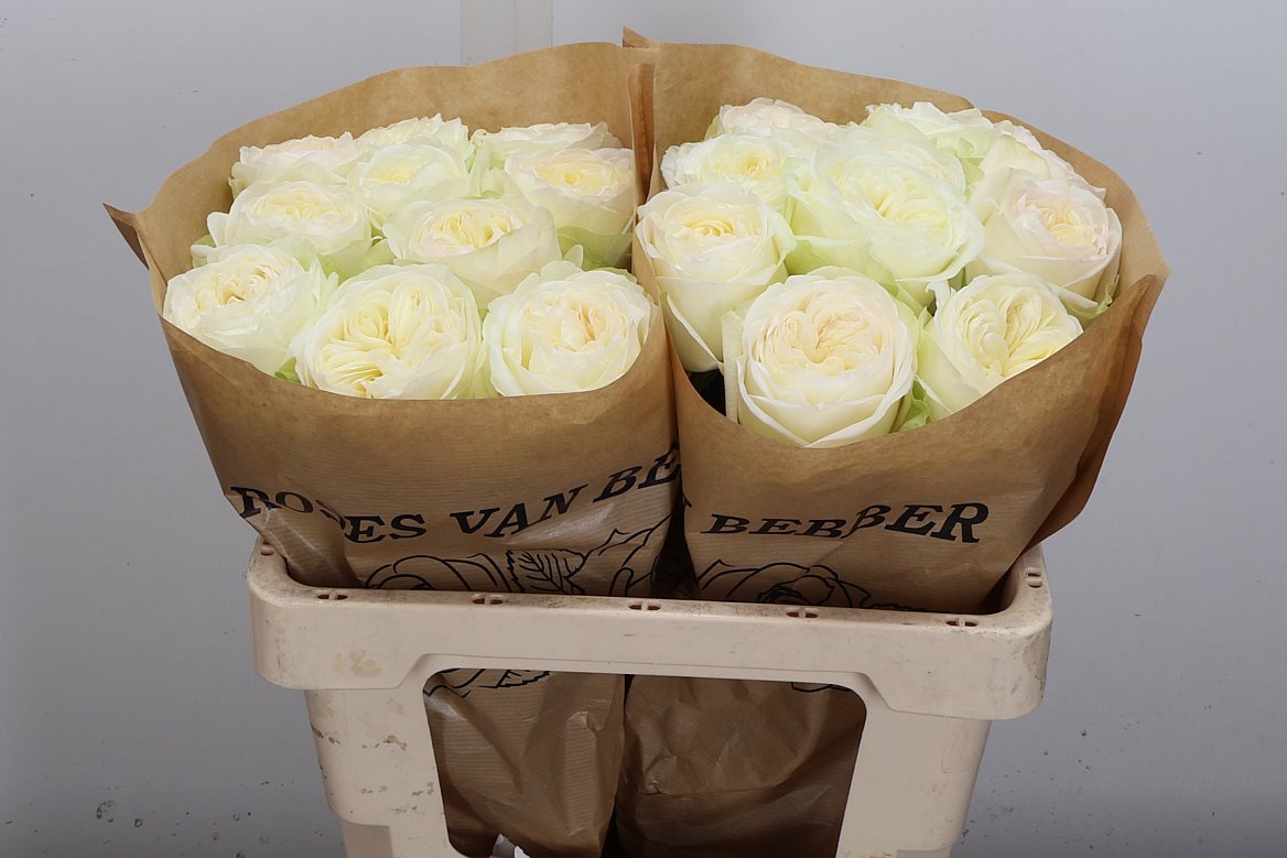 Rosa Marble Arch 50cm