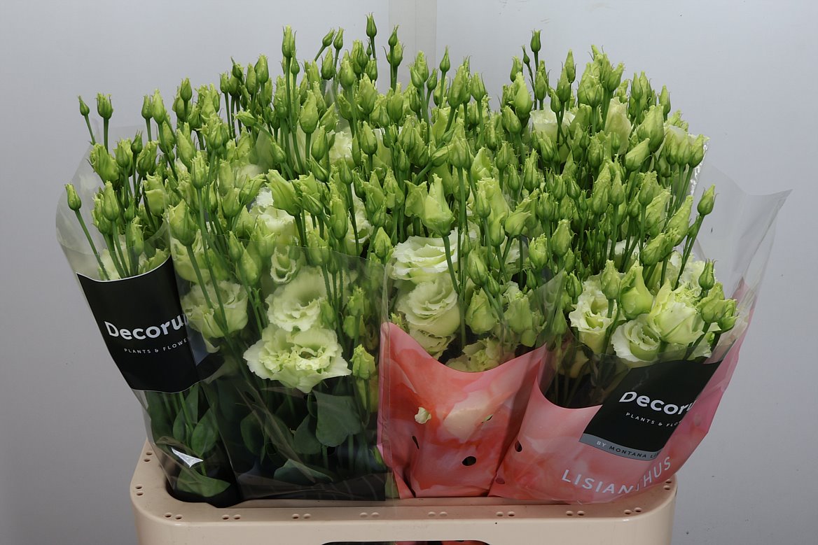Eustoma Double Alissa Green 70cm