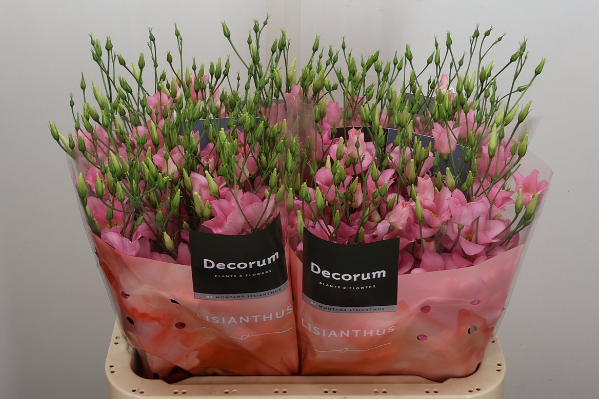 Eustoma Single Botanic Pink 70cm