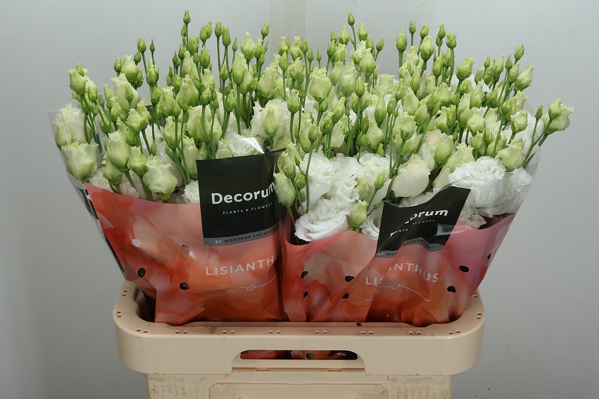 Eustoma Double Celeb Chrystal 70cm