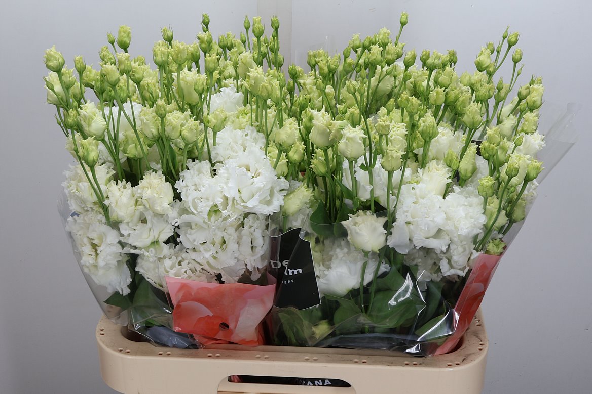 Eustoma Double Alissa Pure White 70cm
