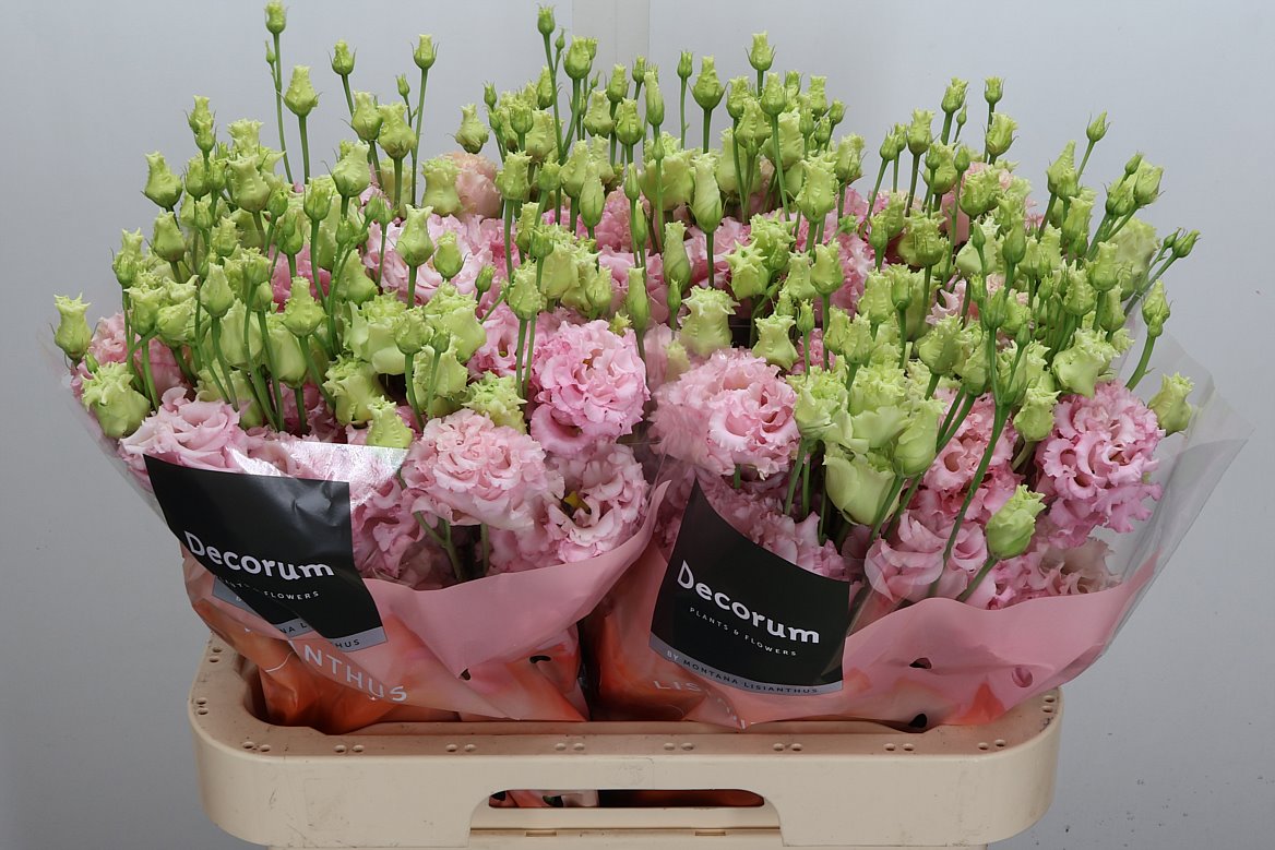 Eustoma Double Alissa Light Pink 70cm