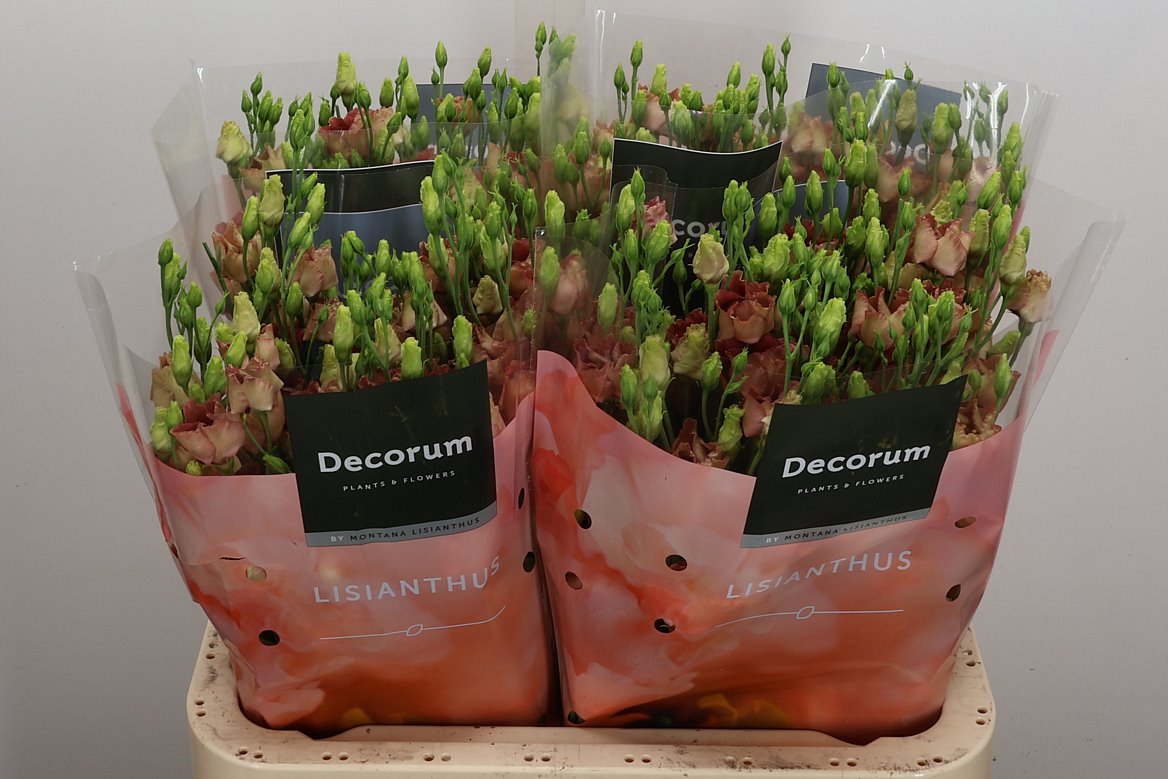 Eustoma Single Bohemian Choco 70cm