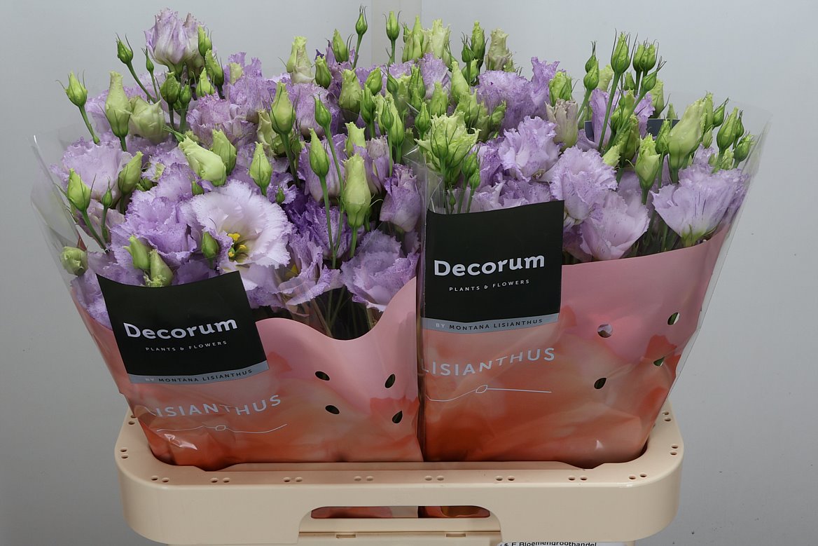 Eustoma Double Stracciatella Lavender 70cm
