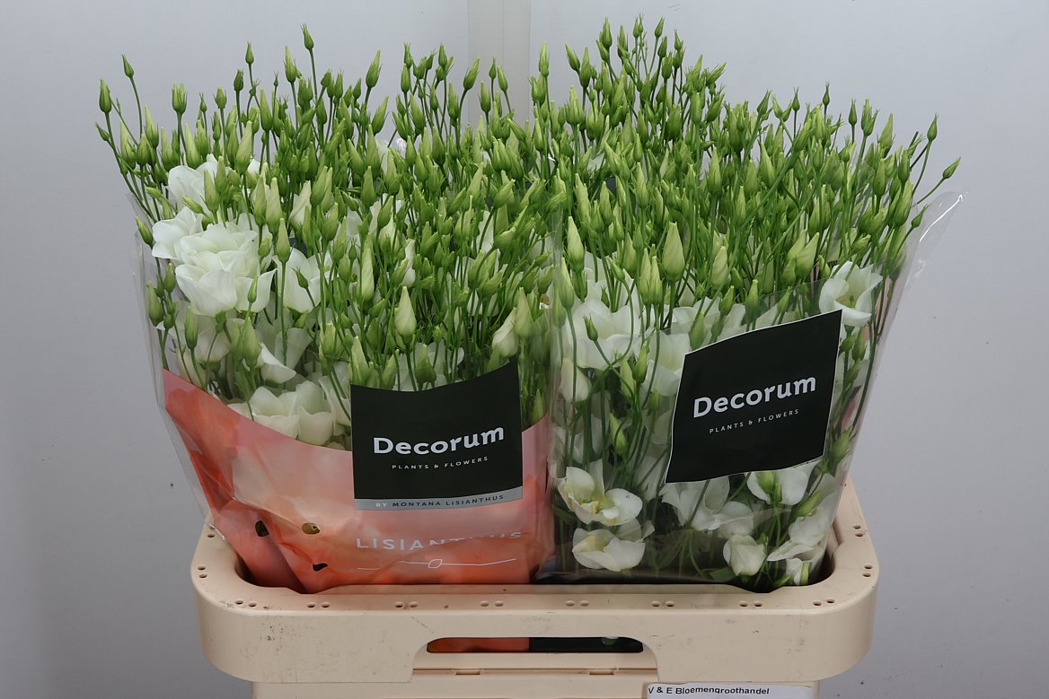 Eustoma Single Botanic White 70cm