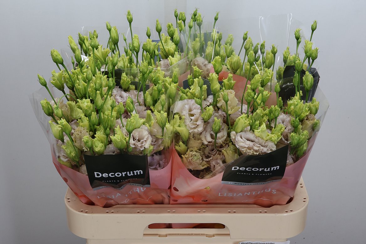 Eustoma Double Blue Chateau 70cm