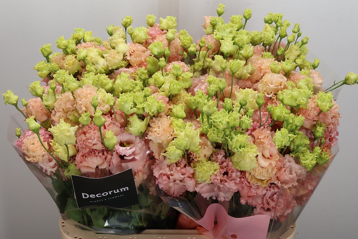 Eustoma Double Alissa Peach 70cm