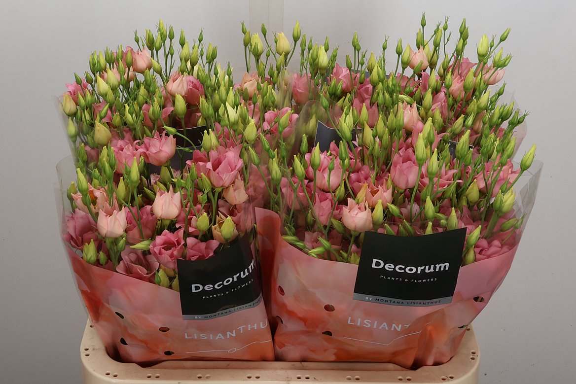 Eustoma Single Botanic Apricot 70cm