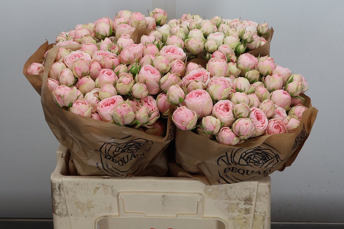 Rosa Spray Grandmas Katy 50cm 3+