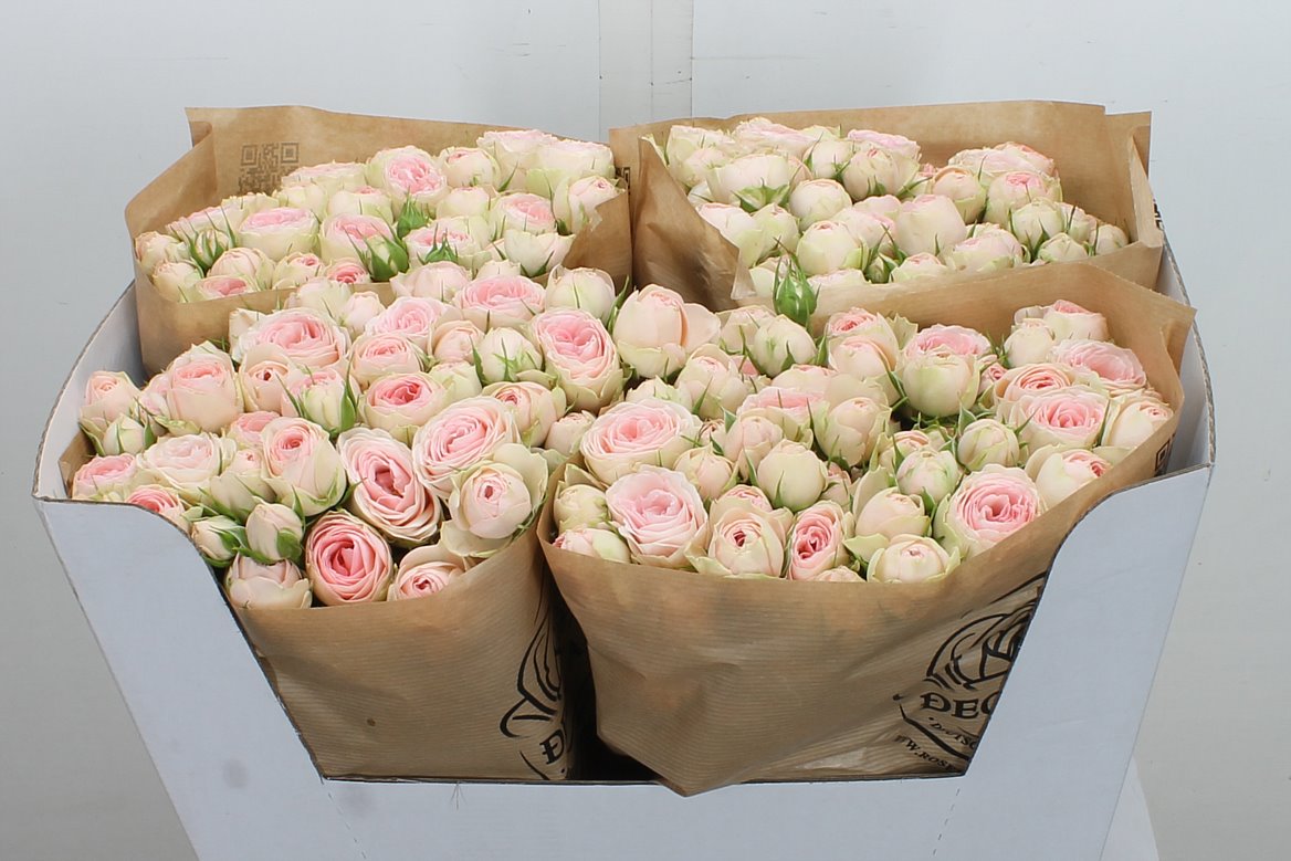 Rosa Spray Grandmas Katy 60cm 3+