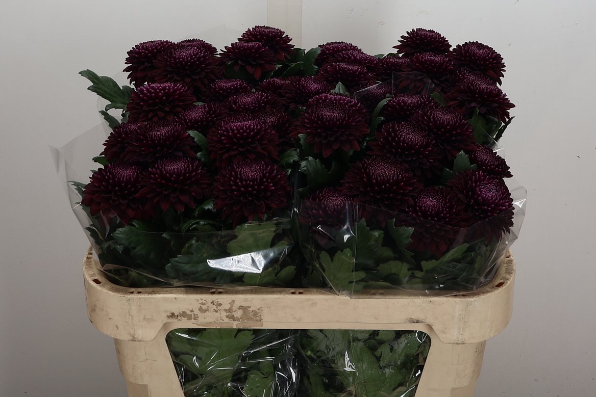 Chrysanth Single Poker 70cm 65gr.