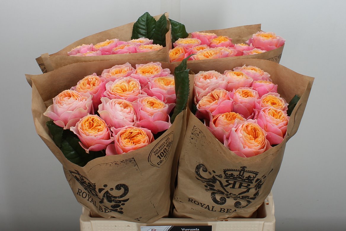 Rosa Vuvuzela 60cm