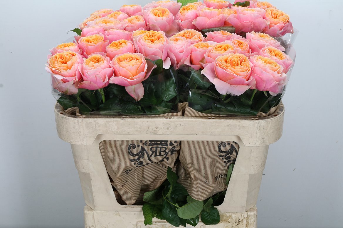 Rosa Vuvuzela 70cm