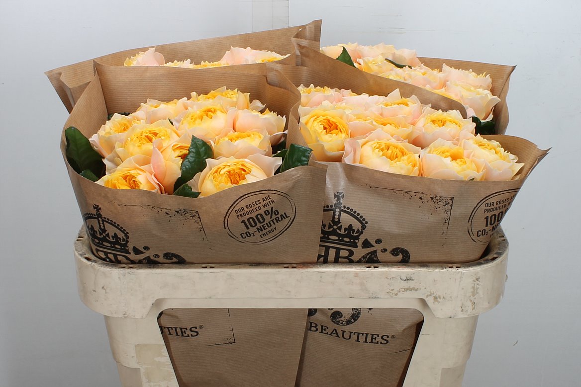 Rosa Golden Vuvuzela 70cm