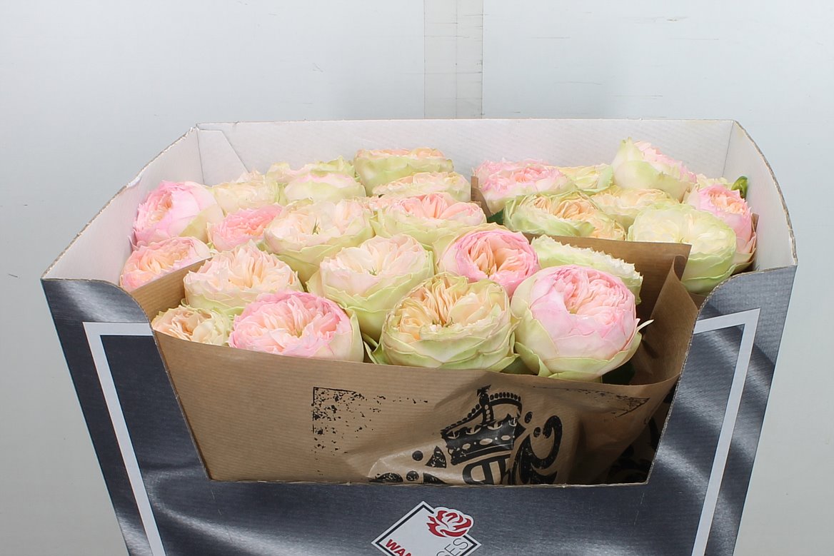 Rosa Pinky Pie! 70cm