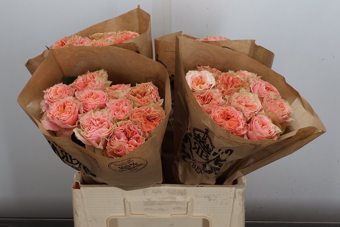 Rosa Living Coral 60cm
