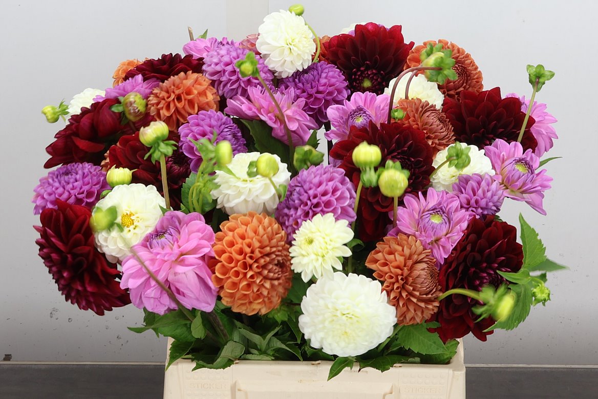 Dahlia Mix 50cm