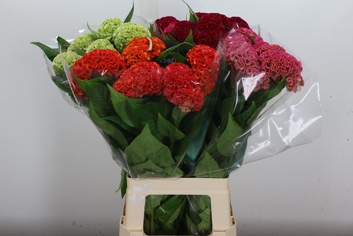 Celosia Act Mix 72cm