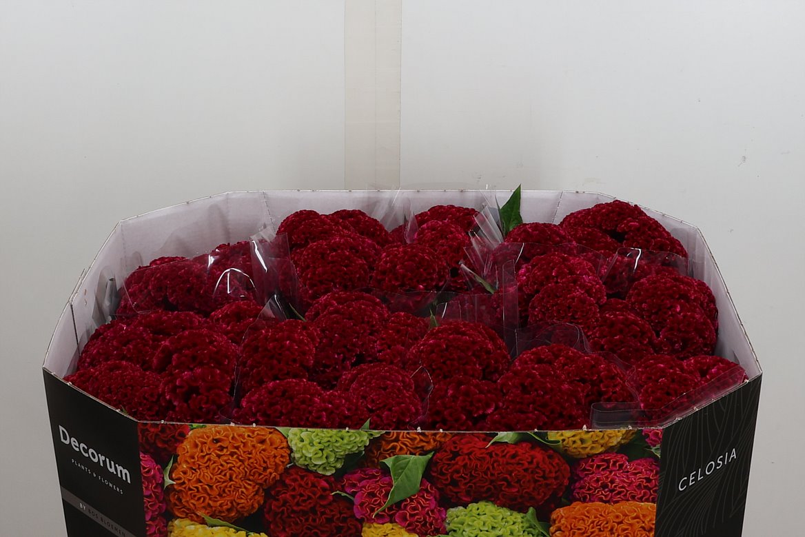 Celosia Reprise Velvet 72cm