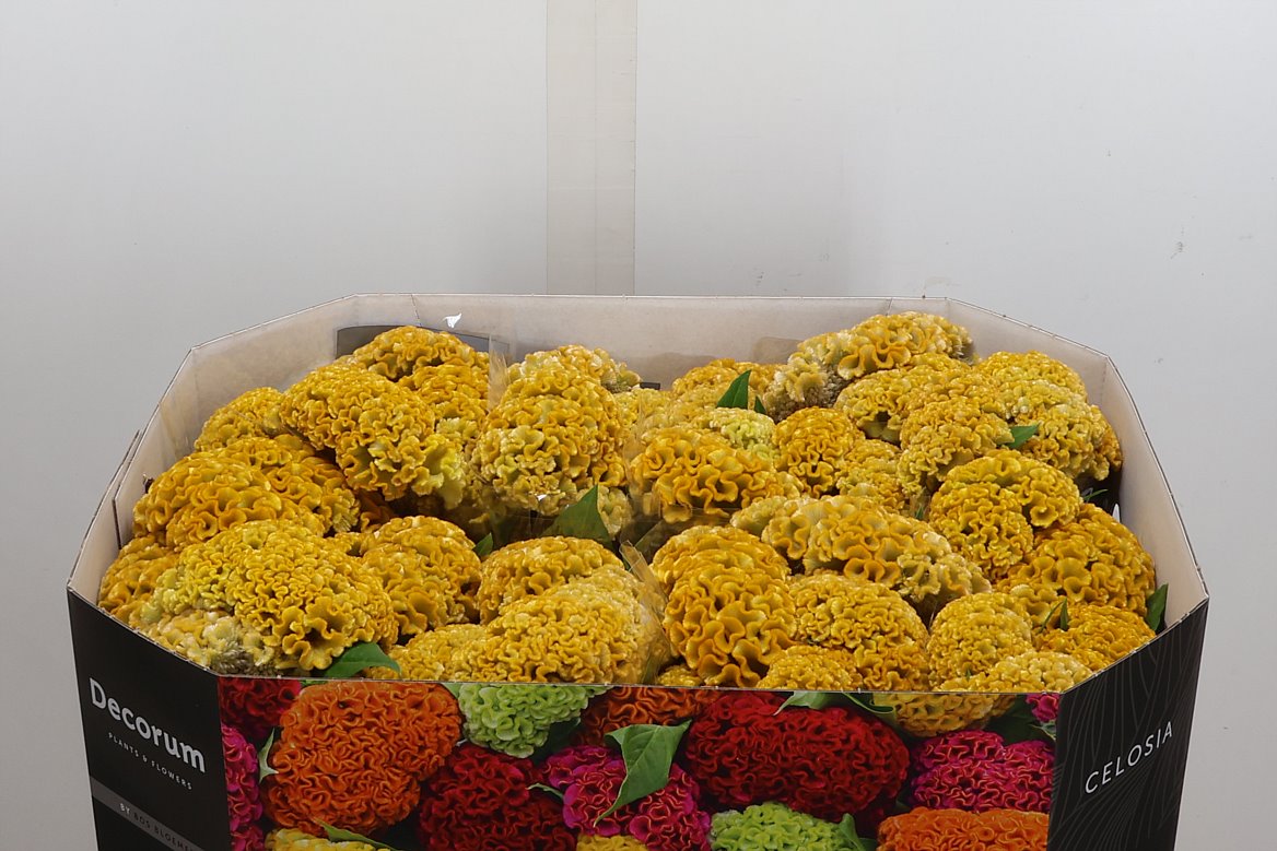 Celosia Reprise Gold 72cm