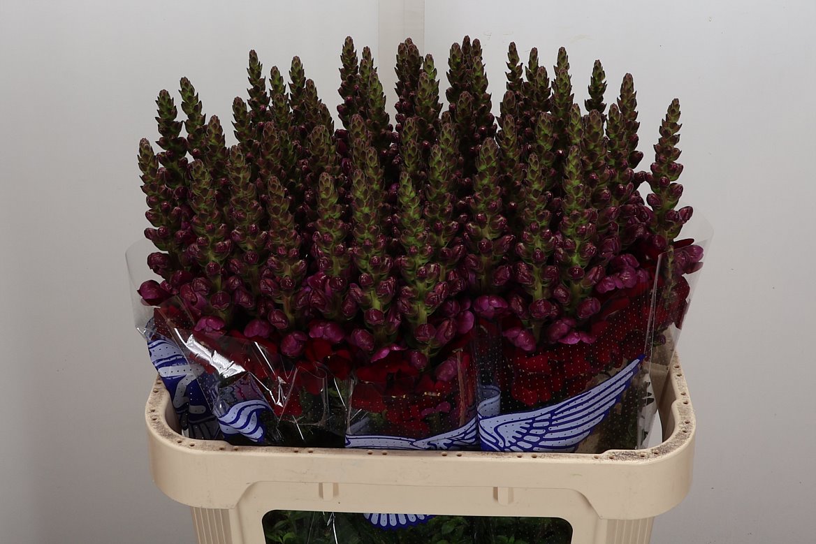 Antirrhinum Opus Red 75cm