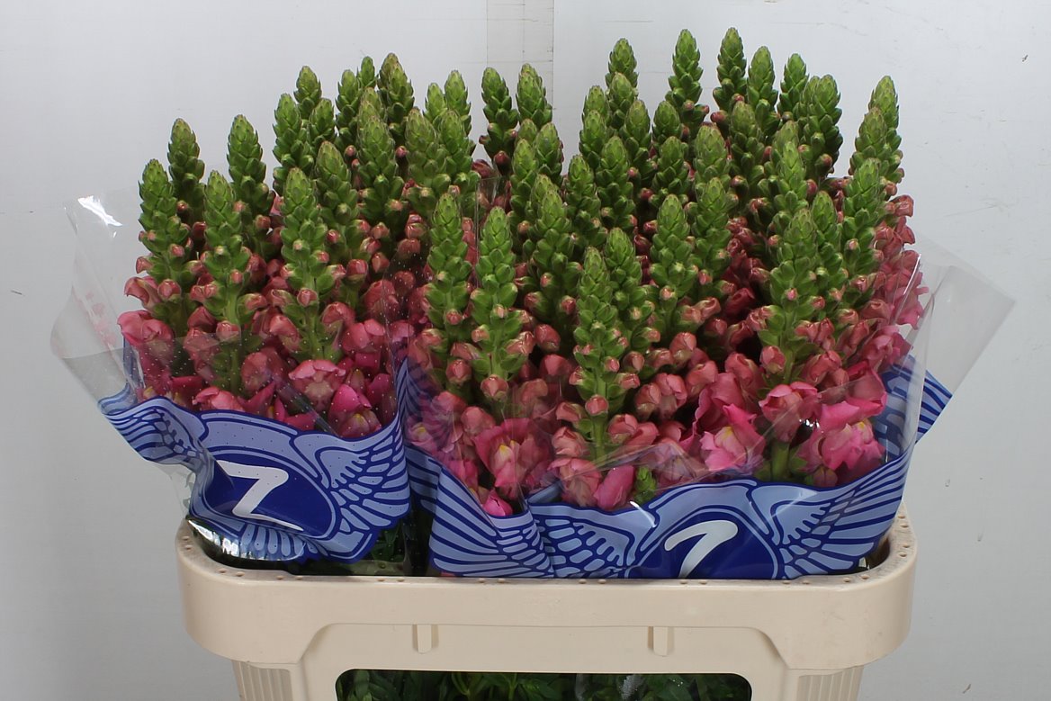 Antirrhinum Avignon Rose 75cm