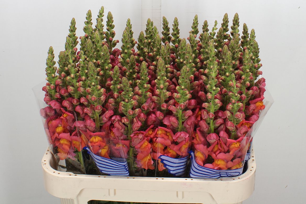 Antirrhinum Potomac Dark Orange 75cm